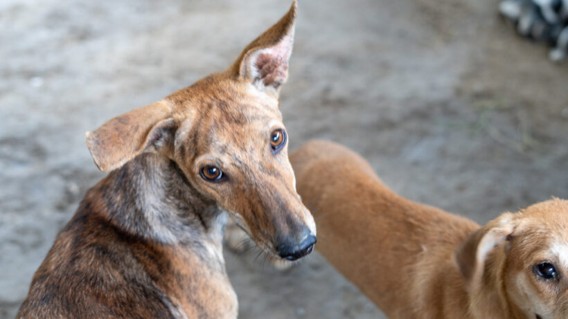 The Power of Adoption