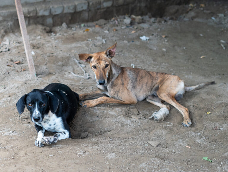 Overcoming the Yamuna Floods!