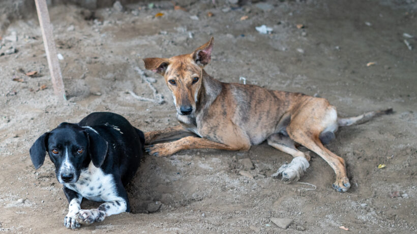 Overcoming the Yamuna Floods!