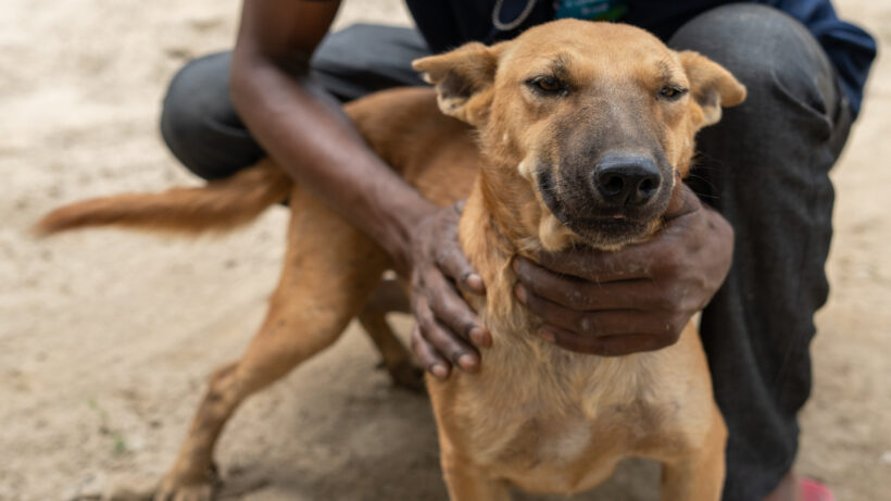 Earthlings Trust's Rescue Tales