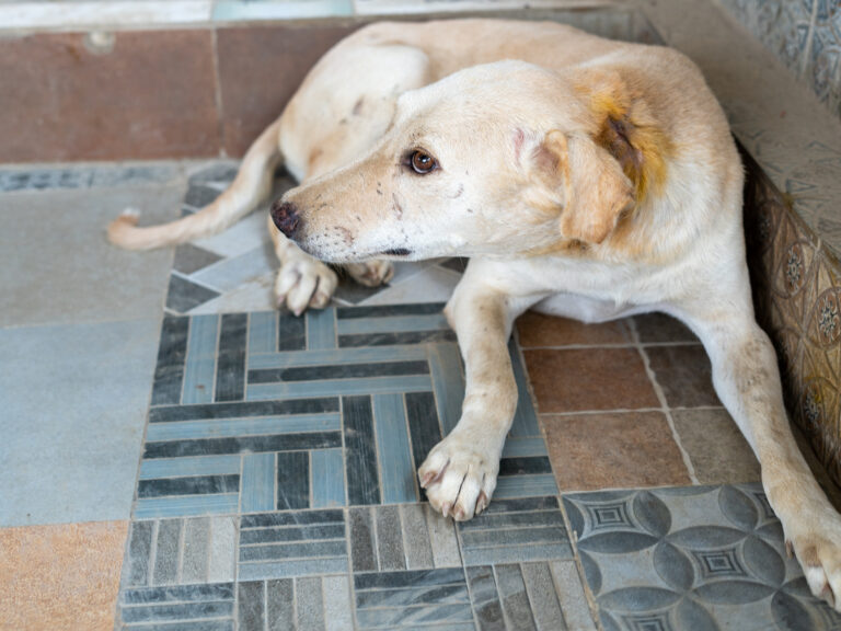 Donate For A Blood Test For Injured Dogs