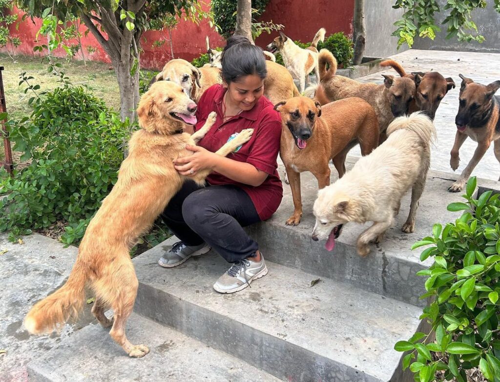How to Help Stray Dogs in India: A Complete Guide to Feeding, Rescuing & Donating