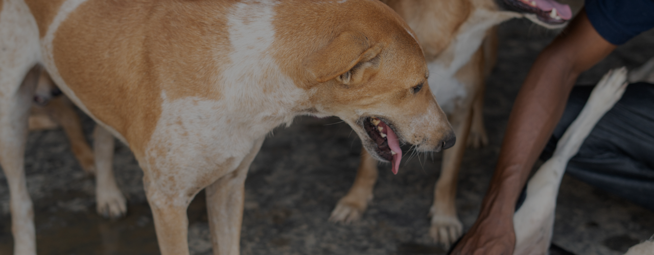 This Scorching Summer, Join Hands To Keep Our Furry Buddies Safe