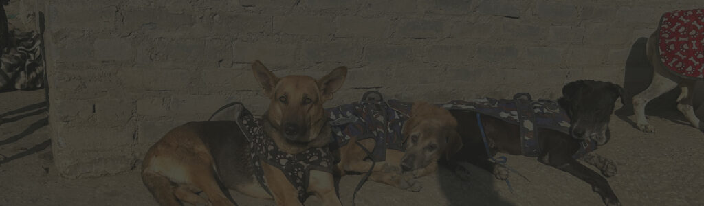 Helping Dogs Stay Warm and Safe This Winter