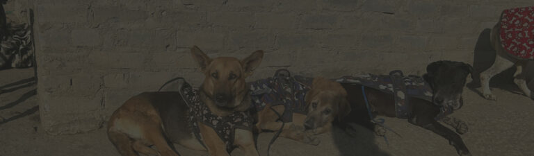 Helping Dogs Stay Warm and Safe This Winter