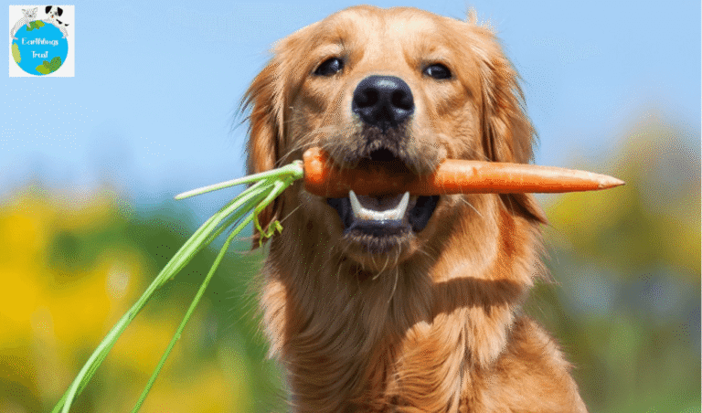 Healthy-Safe-Food-Choices-For-Dogs