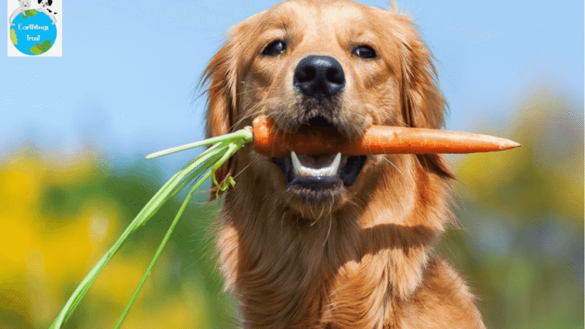 Healthy-Safe-Food-Choices-For-Dogs