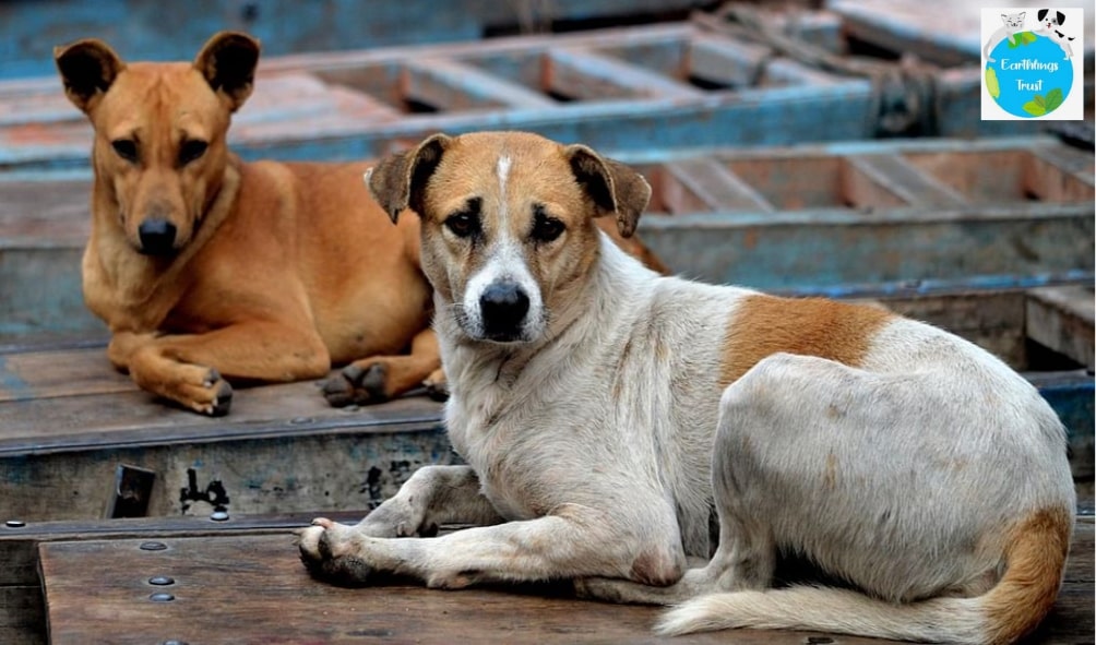Challenges Faced By Animal Welfare NGOs In India