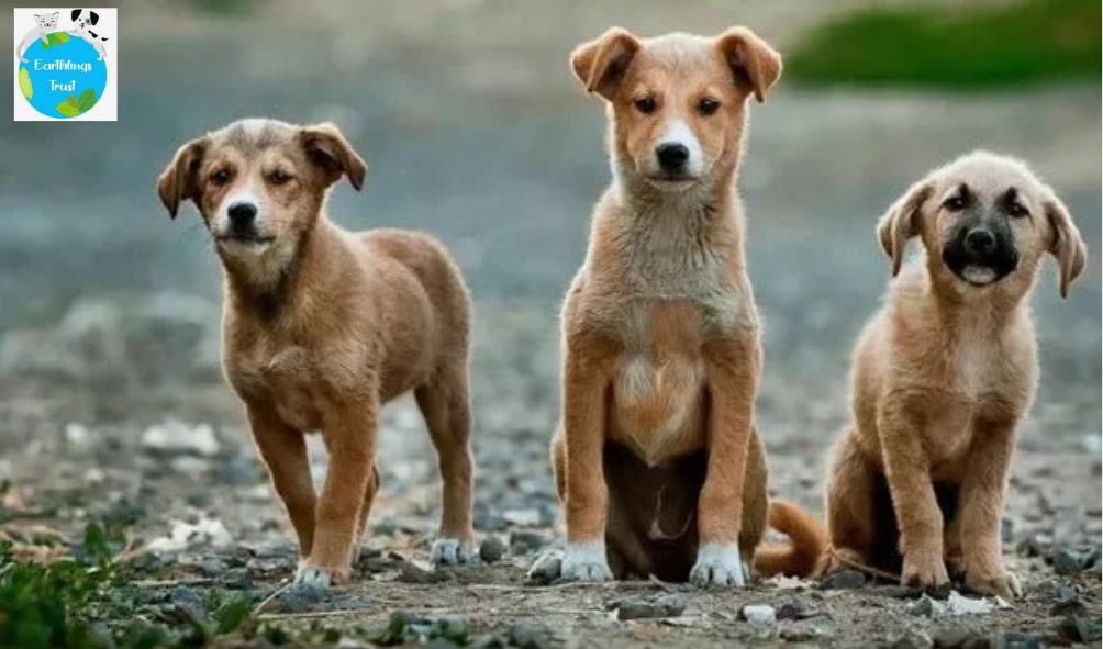 Why Should Residential Families Visit Noida Animal Shelter?