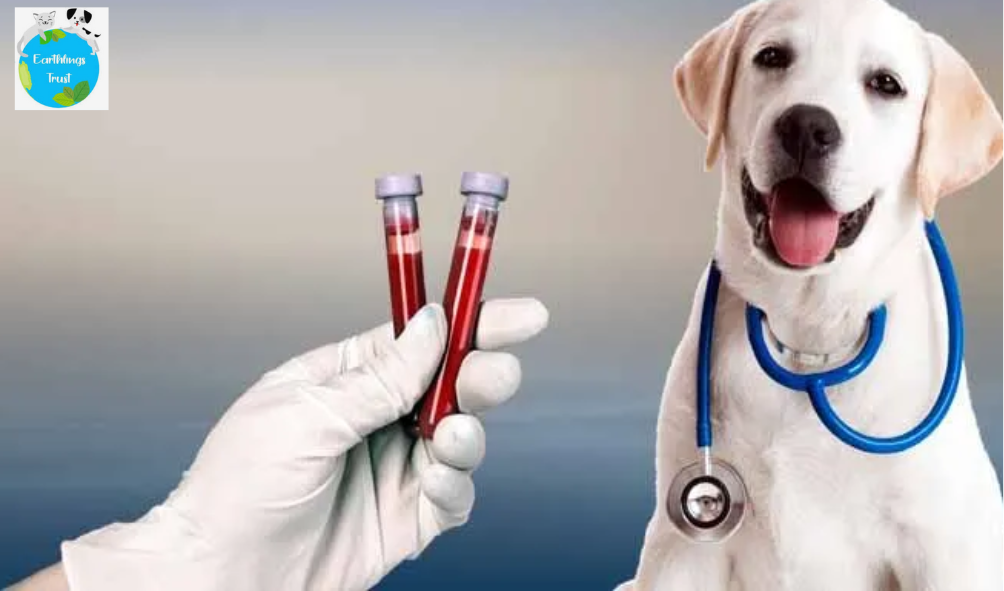 Blood Tests For Dogs – The Complete Guide