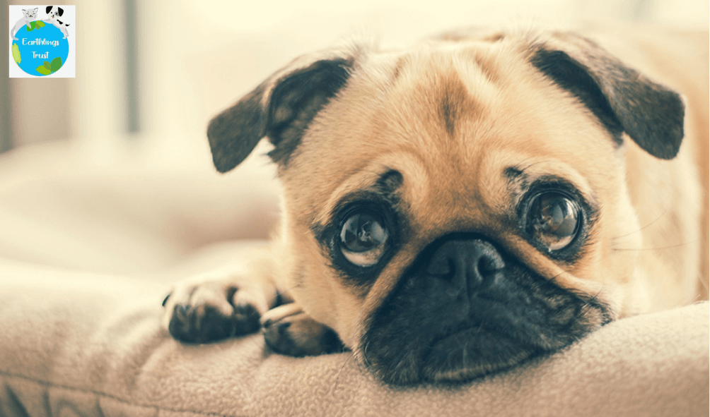 Dog Fostering: Everything you Should know as a Compassionate Pet Lover