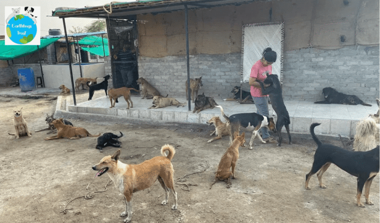 Dog Shelter