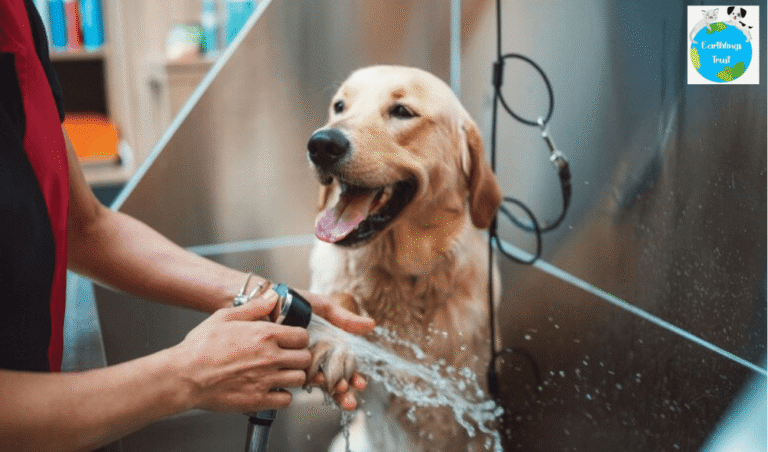 Summer-Pet-Care