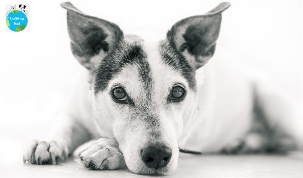 CSR for Animals: Why Every Company Should Support Animal Welfare