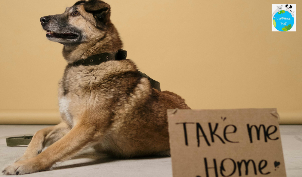 Dog Shelters In Noida: Where To Help, Adopt, Or Donate 