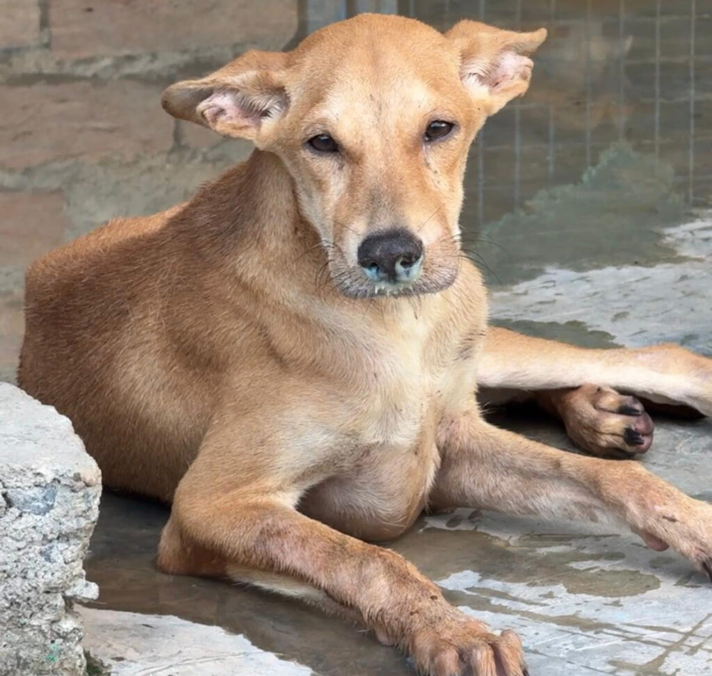 Give Them the Care They Deserve