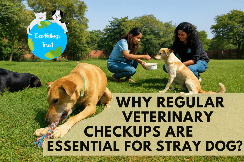 Why Regular Veterinary Checkups Are Essential For Stray Dogs?