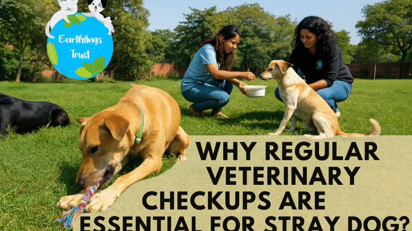 Regular Veterinary Checkups