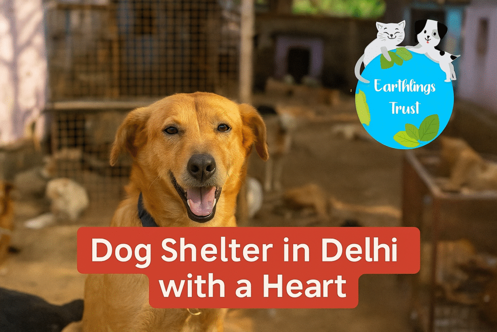 Earthlings Trust: A Dog Shelter in Delhi with a Heart