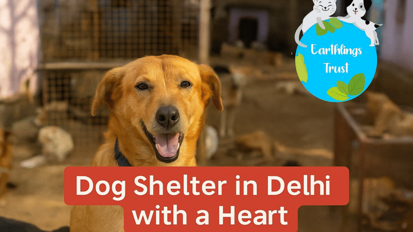 Dog Shelter in Delhi