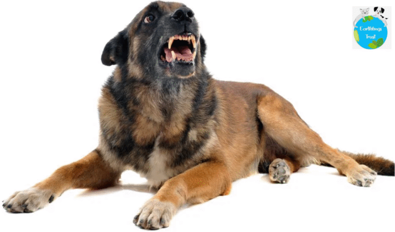 aggression in dogs