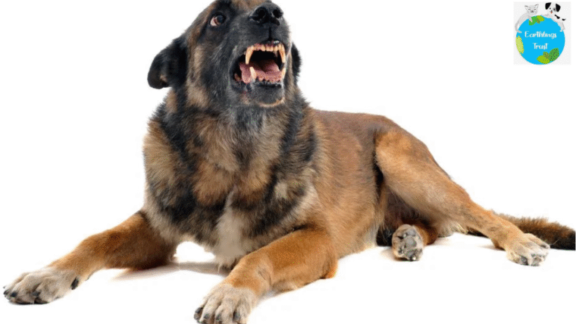 aggression in dogs