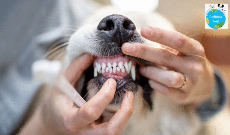 Dog's Teeth Clean