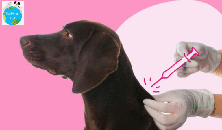 Dog receiving vaccination for health and safety.