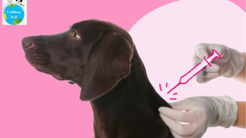 Dog receiving vaccination for health and safety.