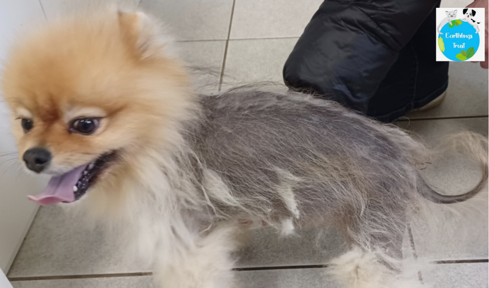 Understanding Why Your Dog Is Losing Hair and How You Can Help