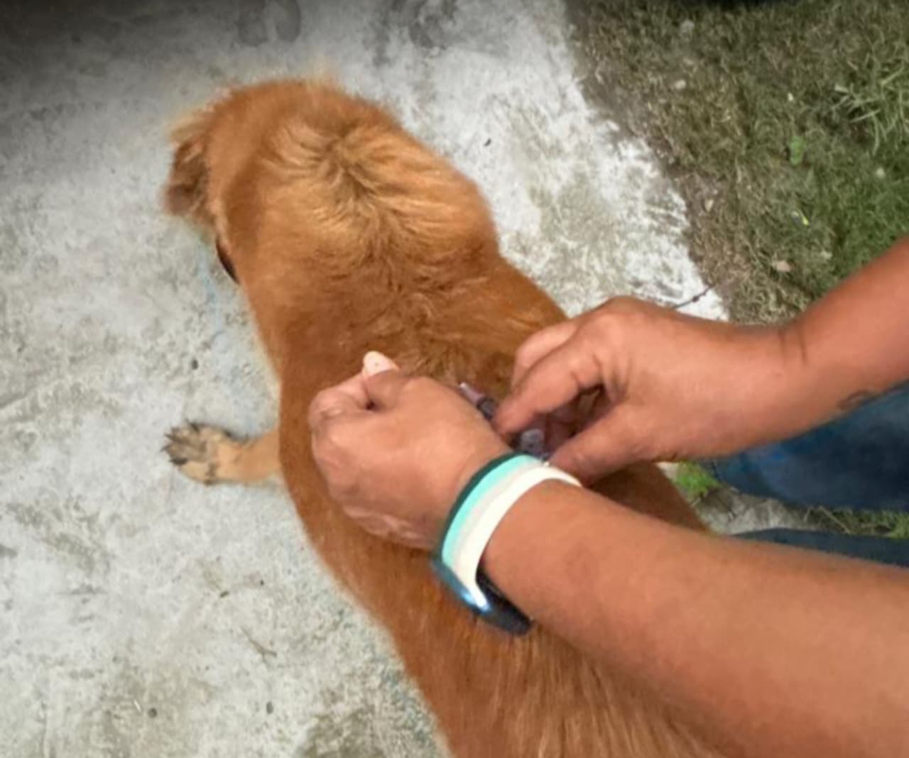 Genius Dog