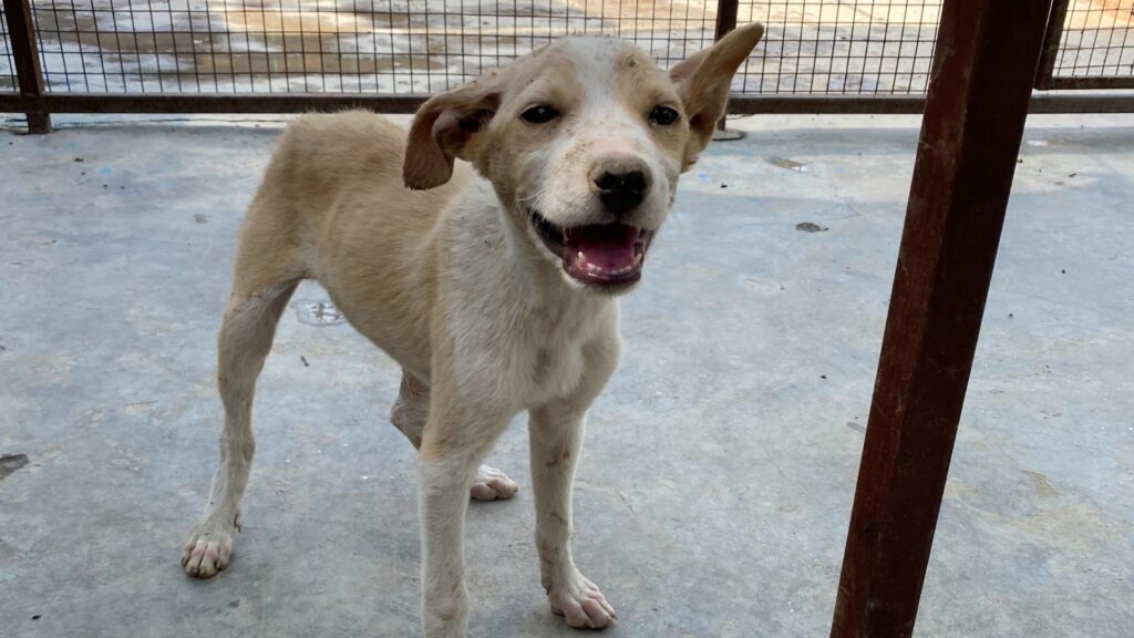 Animal Care in India: Essentials, Challenges & What You Can Do