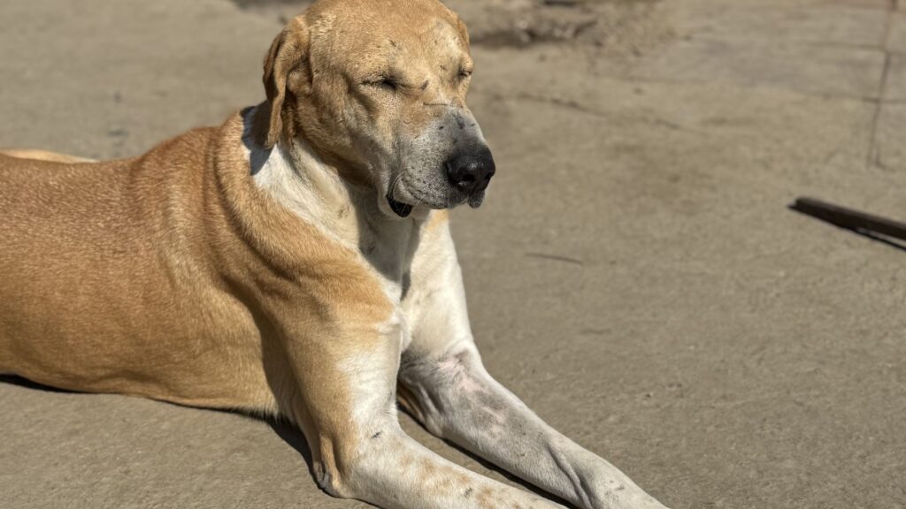 Animal Rights in 2025 : Definition, Importance and Example
