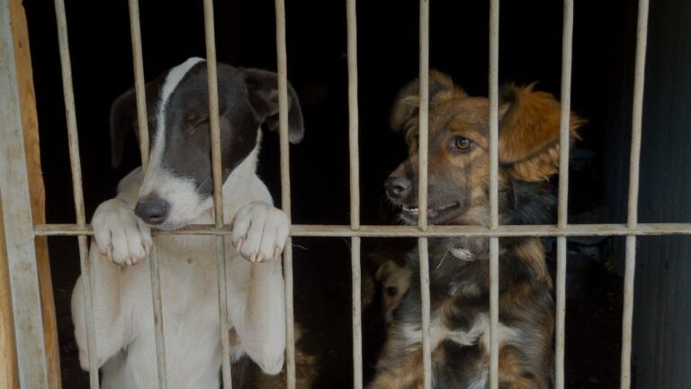 Help Us Provide Meals for Hungry Dogs