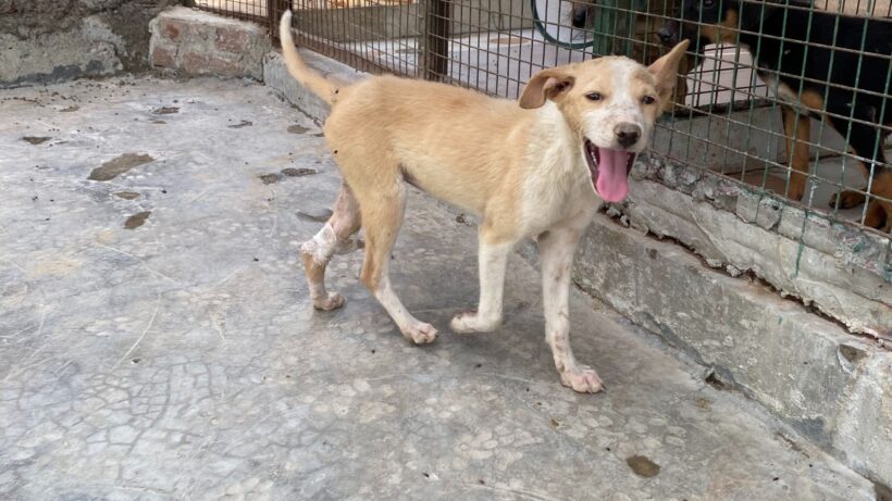 Animal Protection Society