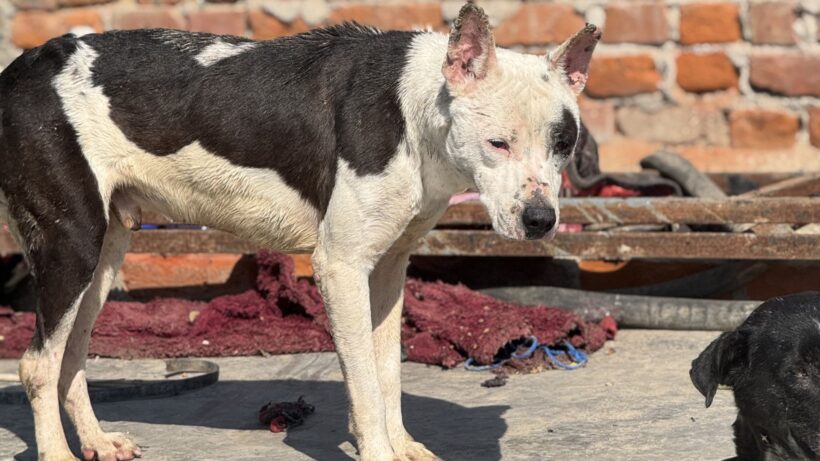 Animal Welfare Organisations