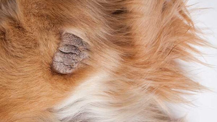 skin problems in dogs