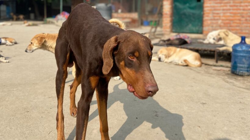 Animal NGO in India