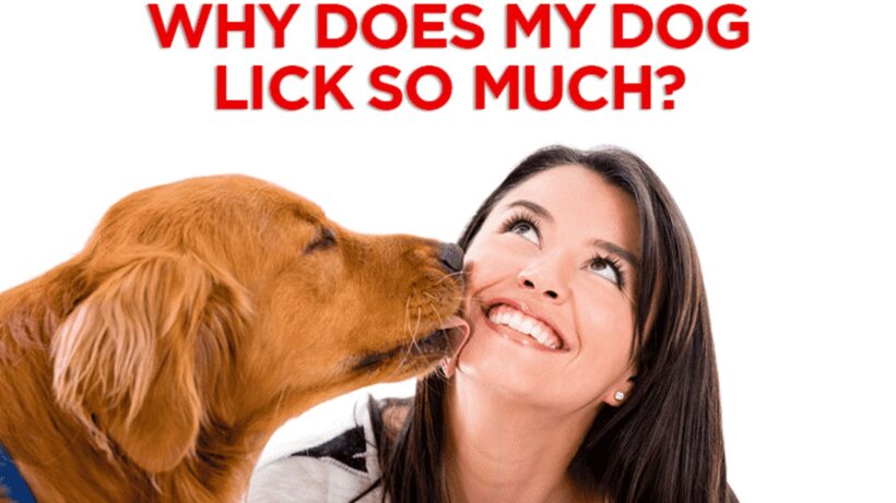 Why Does My Dog Lick Me So Much 