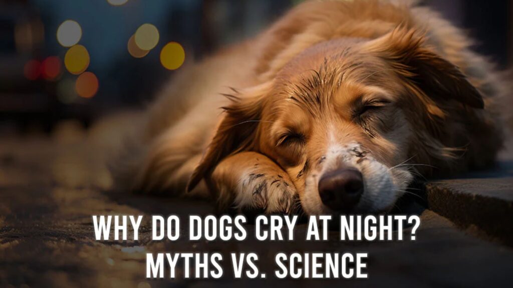 Reasons Why Dogs Cry At Night? Secrets Revealed!