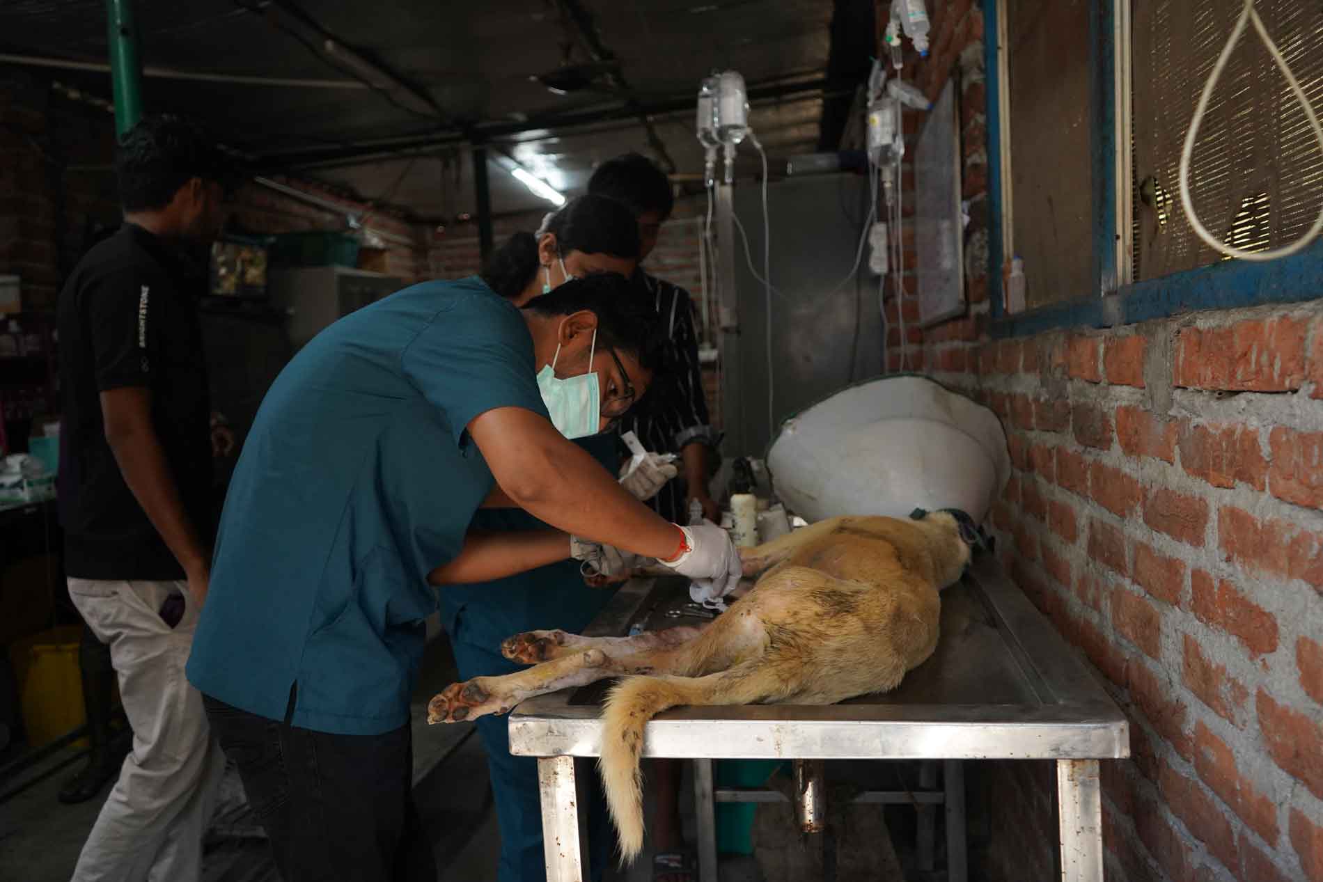 vets at Earthlings trust