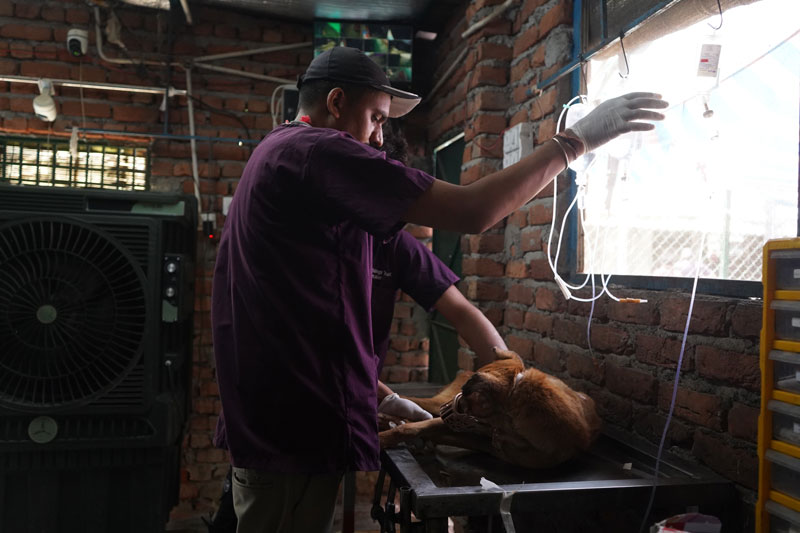 Sponsor Prescription Food for Sick and Injured Dogs